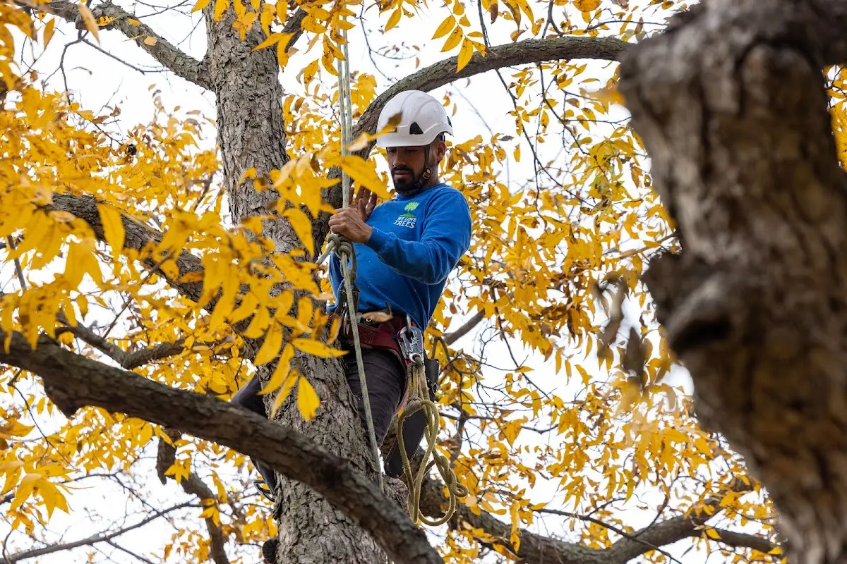 Skilled Tree Planing crew working in Converse